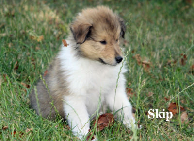 Skip - 7. Woche